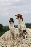 BARZOI 046